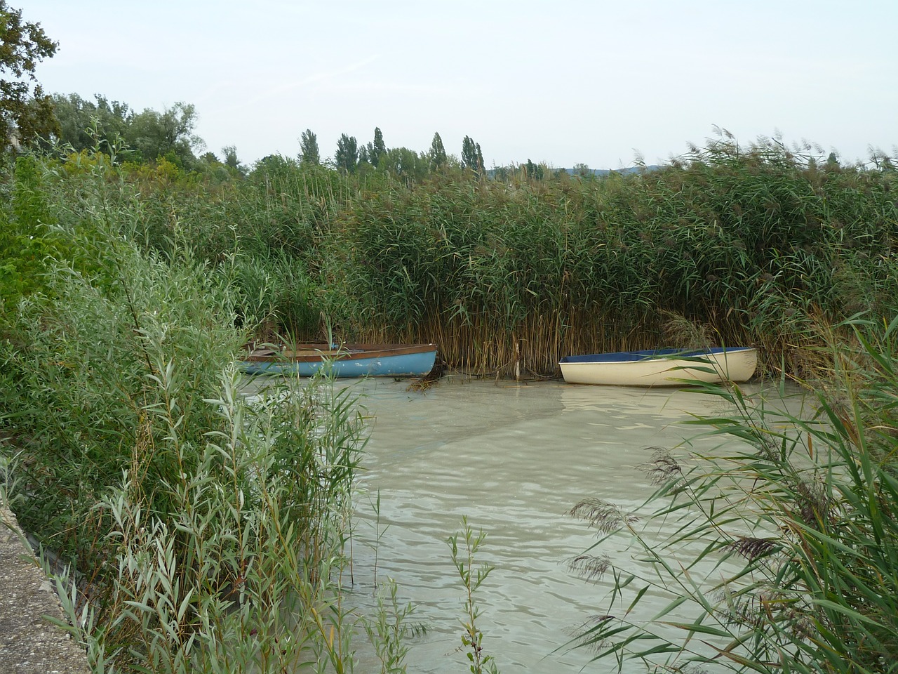 reed water nature free photo