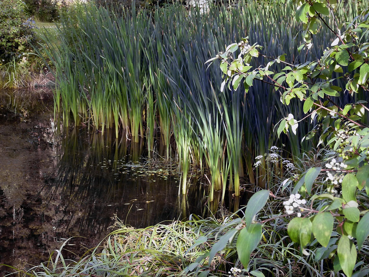reed swamp vegetation free photo