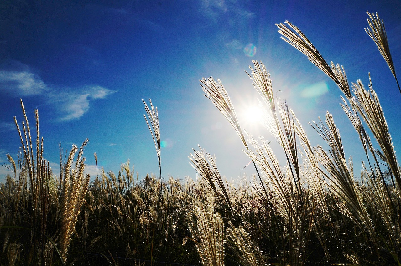 reed sky light free photo