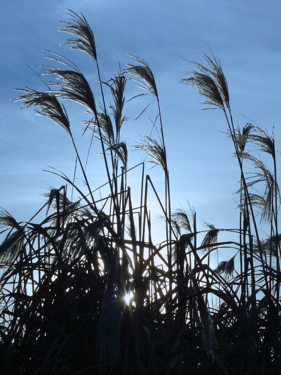 reed back light nature free photo