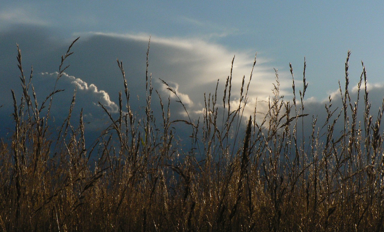 reed clouds sun free photo