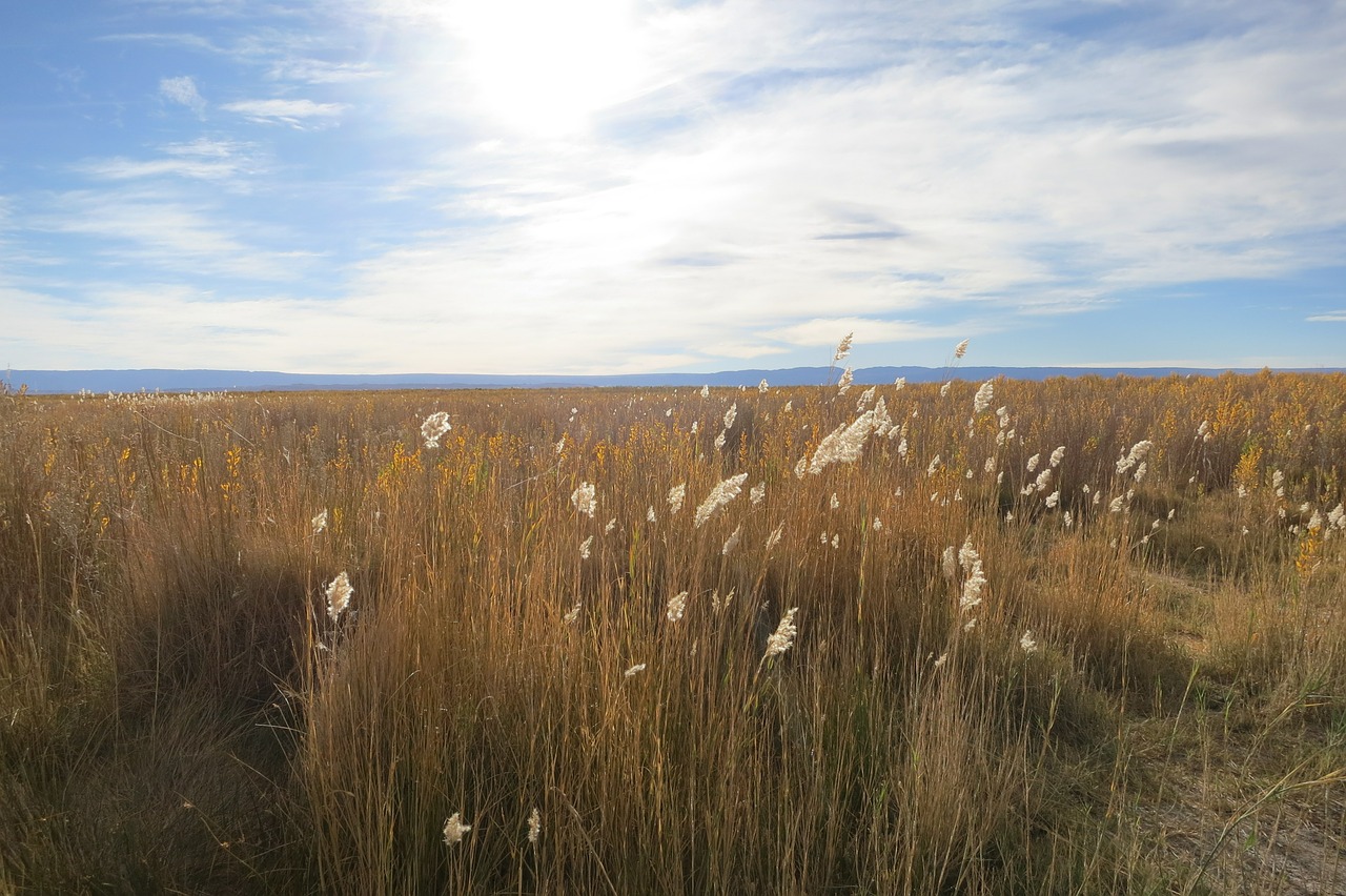 reed lake water free photo