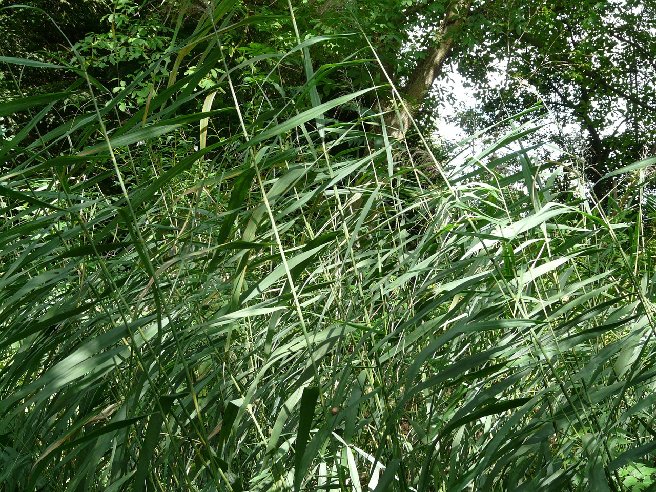 reed ordinary reed phragmites australis free photo