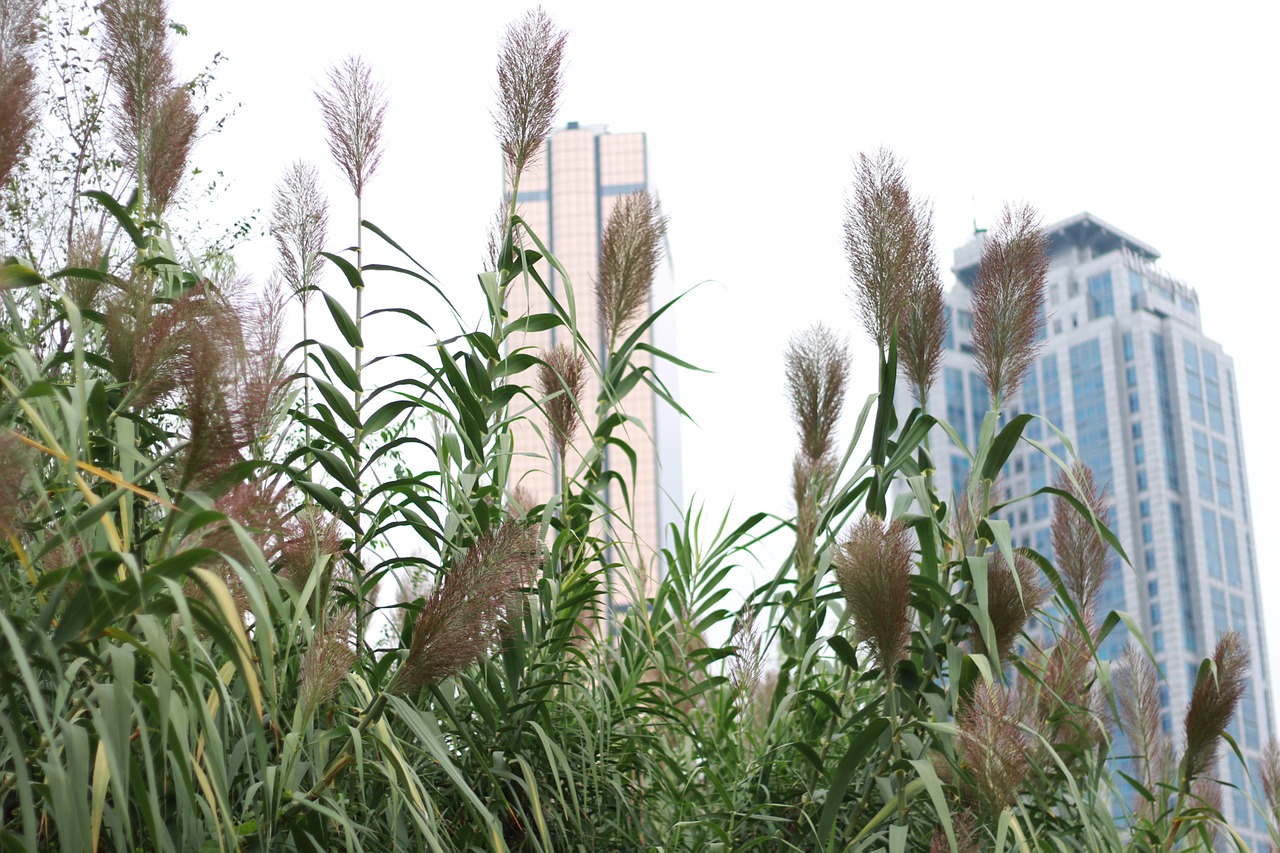 reed building autumn free photo