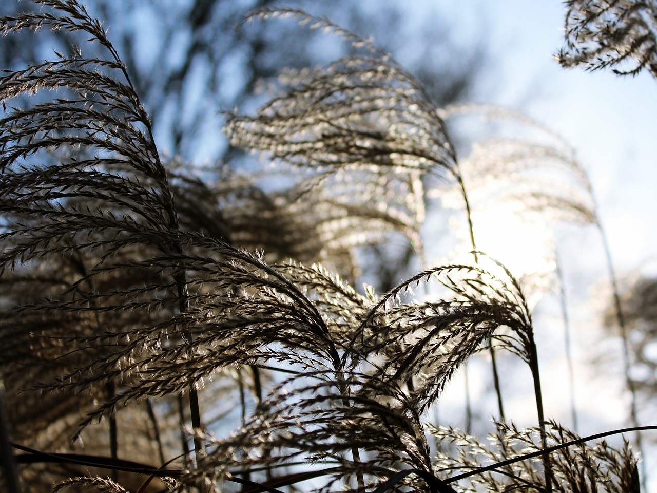 reed sky winter free photo