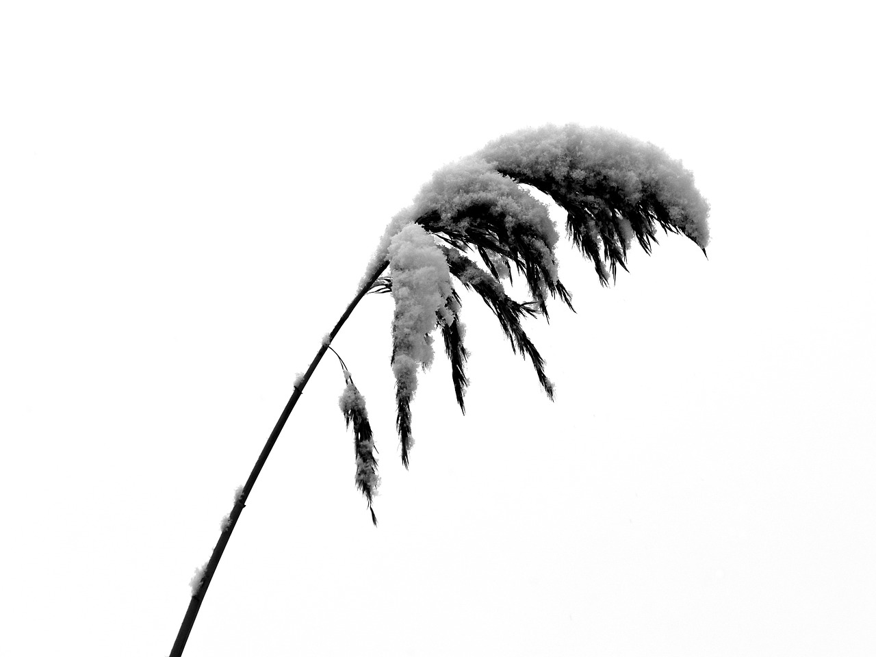 reed snow cold free photo