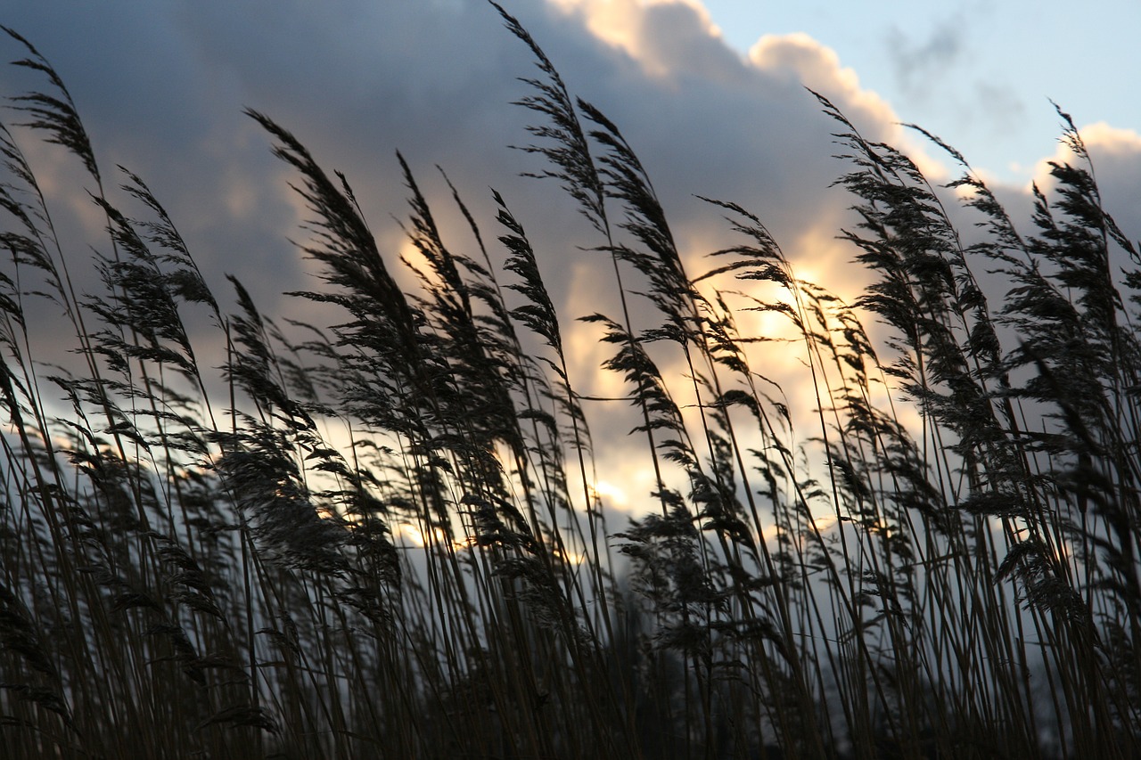 reed clouds ominous free photo