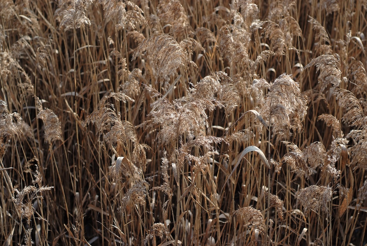 reed suncheon suncheon bay free photo