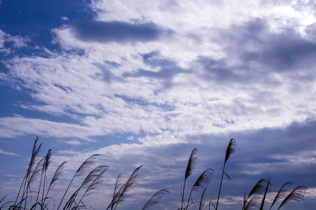 reed the scenery blue sky free photo