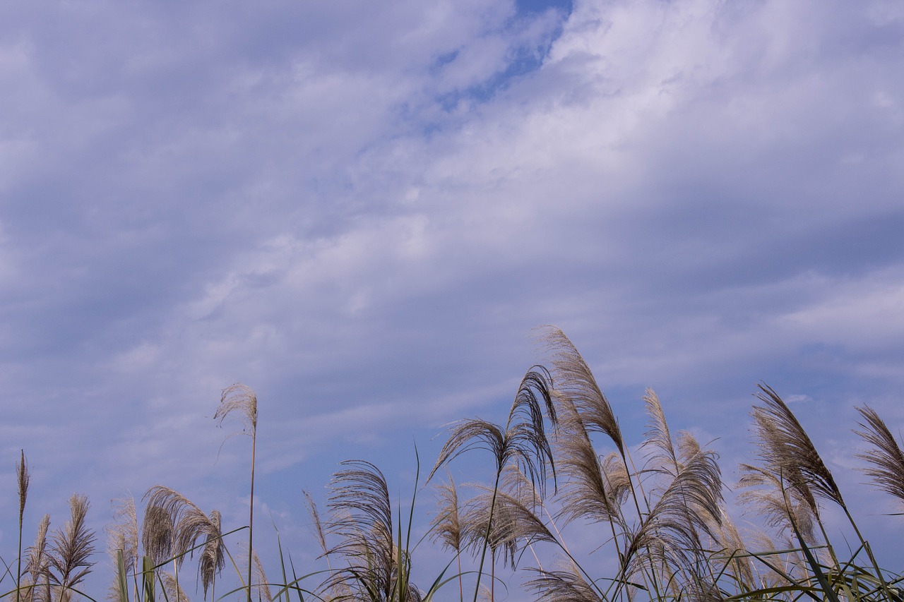 reed sky cloud free photo