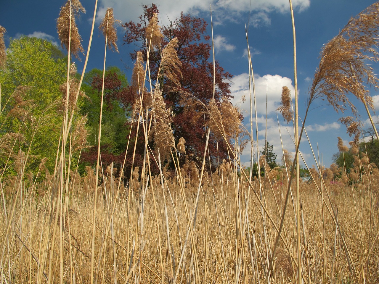 reed nature color games free photo