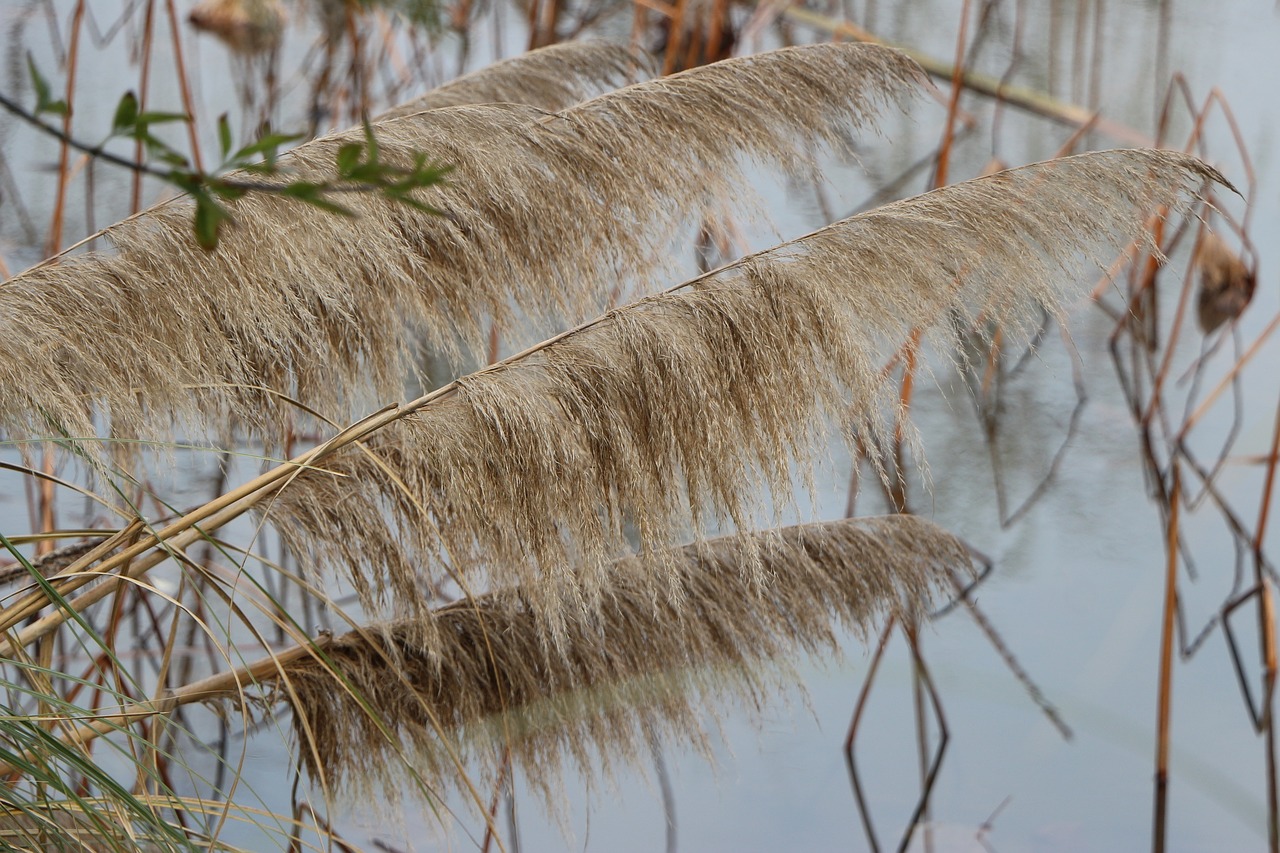 reed pond wetlands free photo