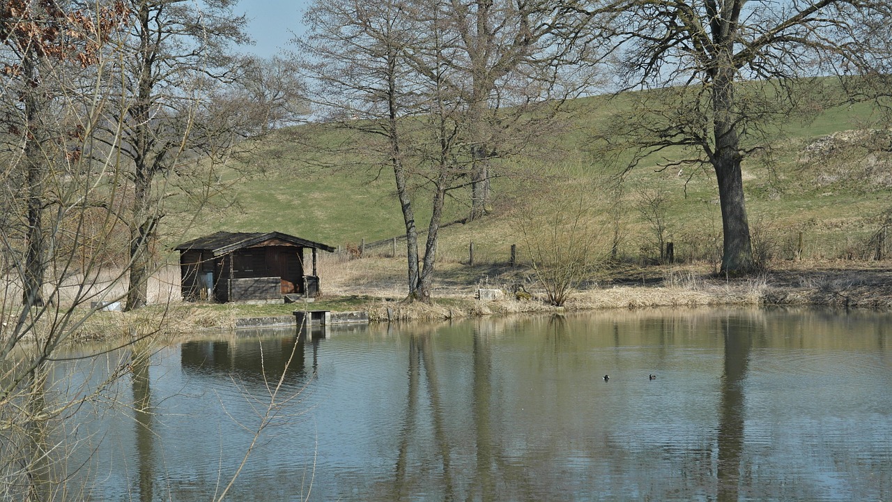 reed water mirroring free photo