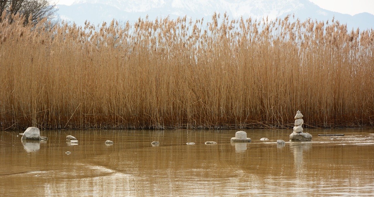 reed waters lake free photo