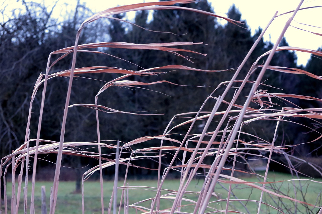 reed wind nature free photo