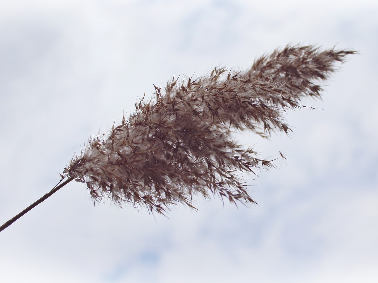 reed clouds sky free photo