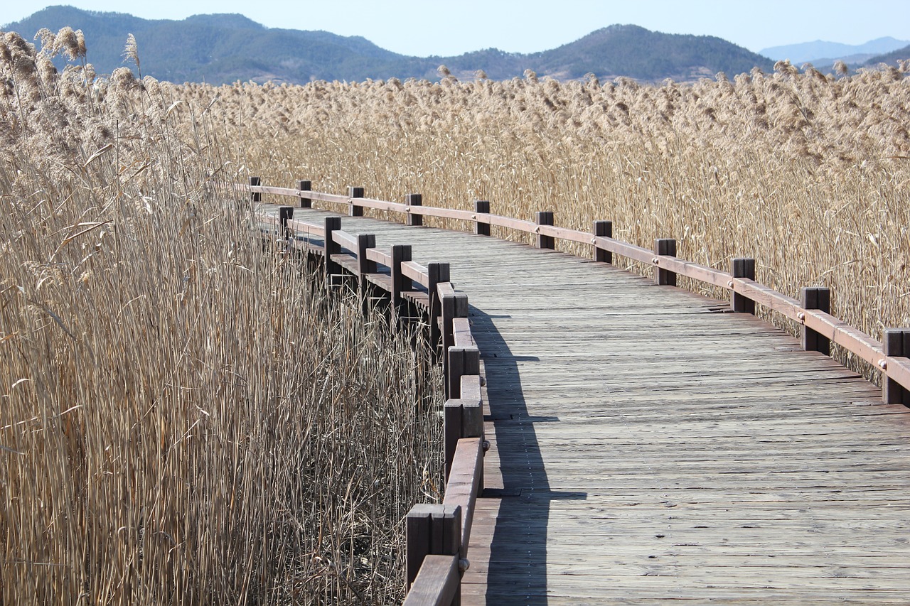 reed curve method wooden path free photo