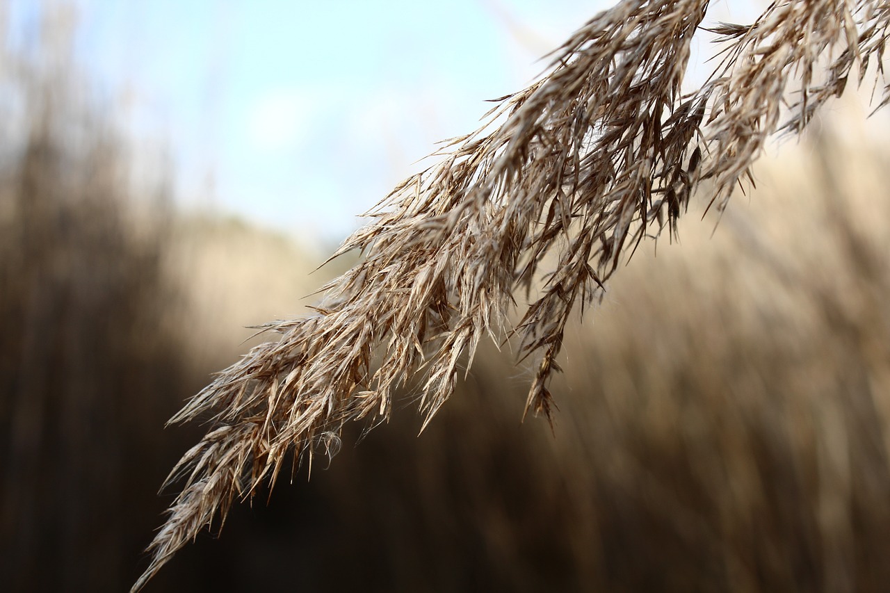 reed close nature free photo