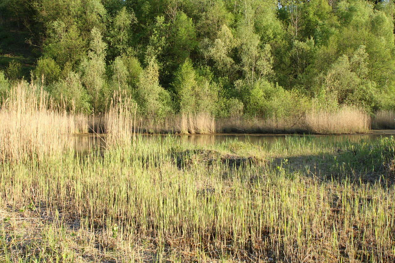 reed swamp moor free photo