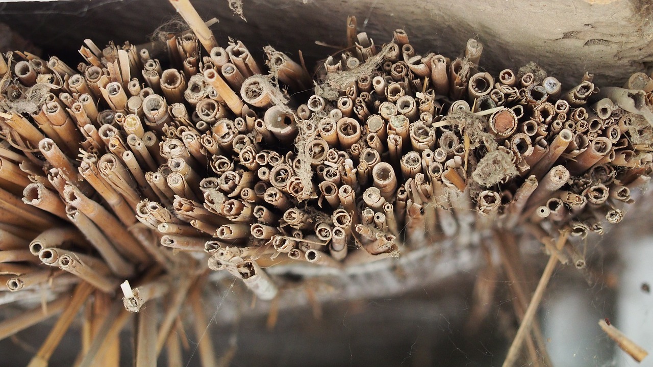 reed top thatched roof free photo