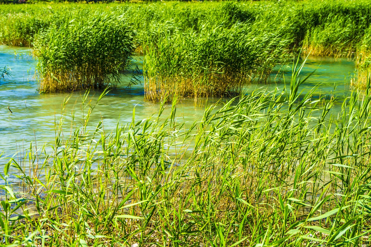 reed water lake free photo