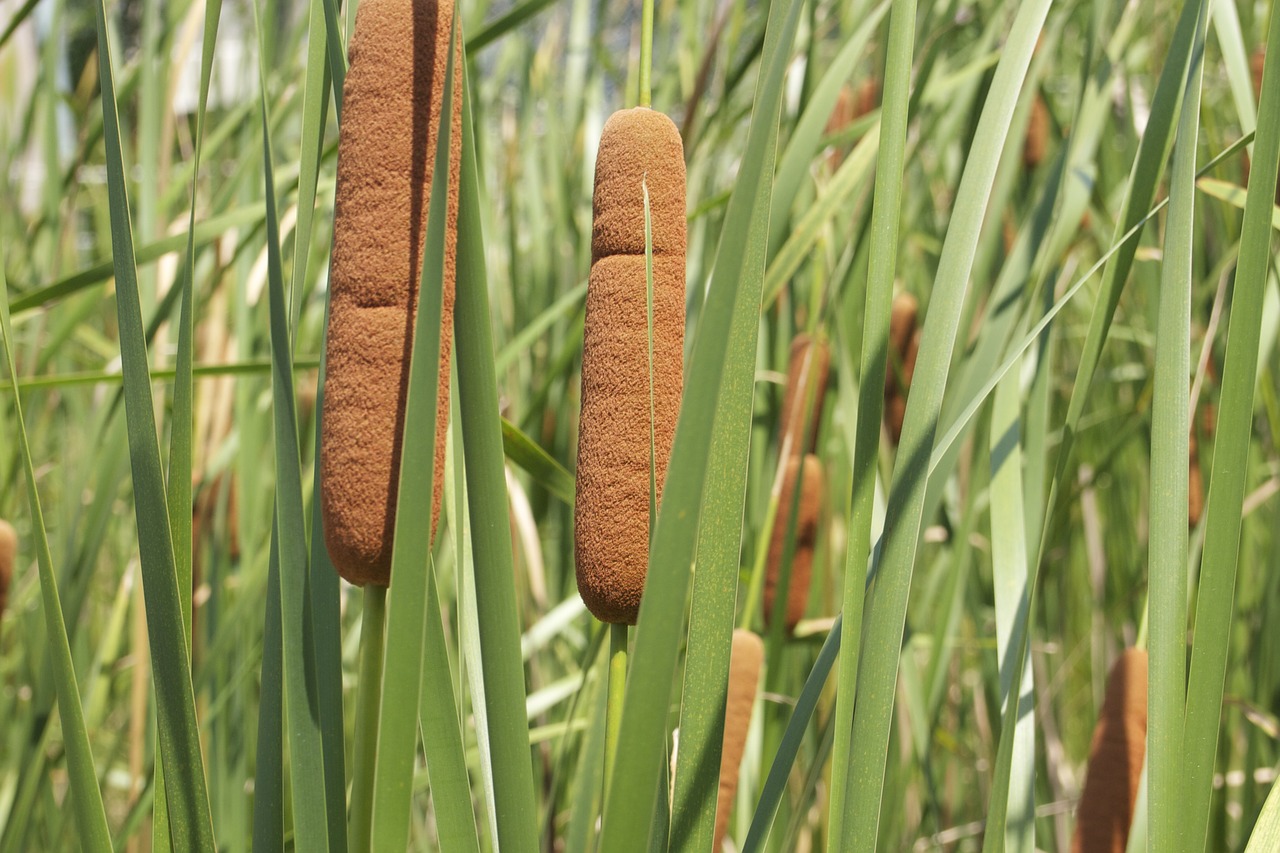 reed grass plant free photo