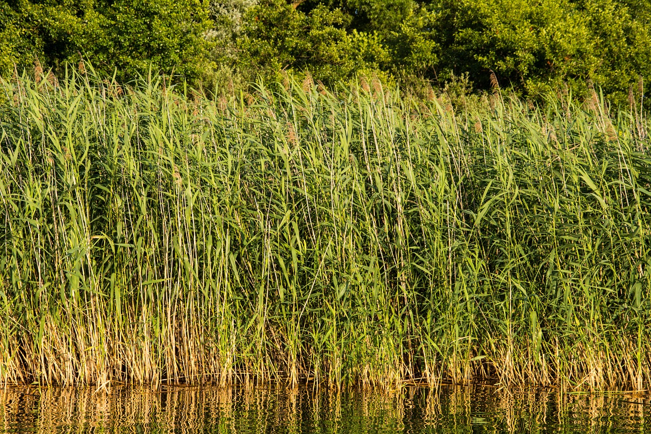 reed lake water free photo