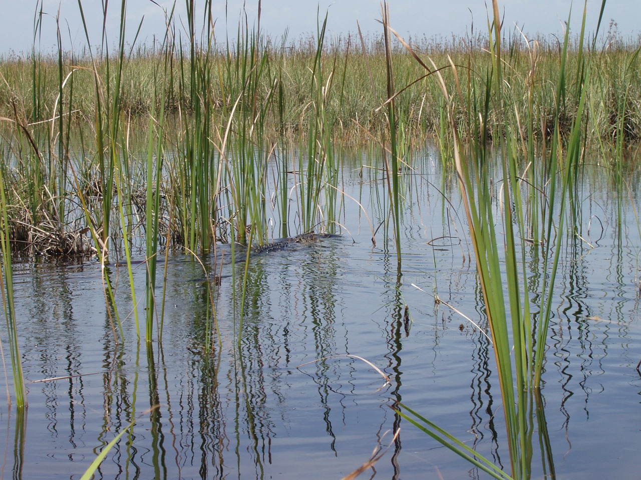 reed swamp water free photo