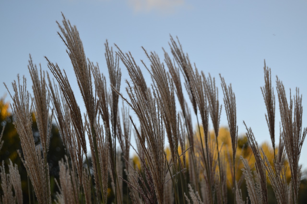 reed grass plant free photo