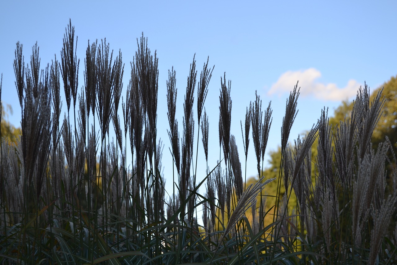 reed grass plant free photo