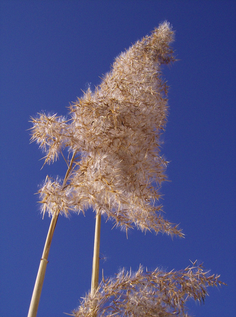 reed flowers sky free photo