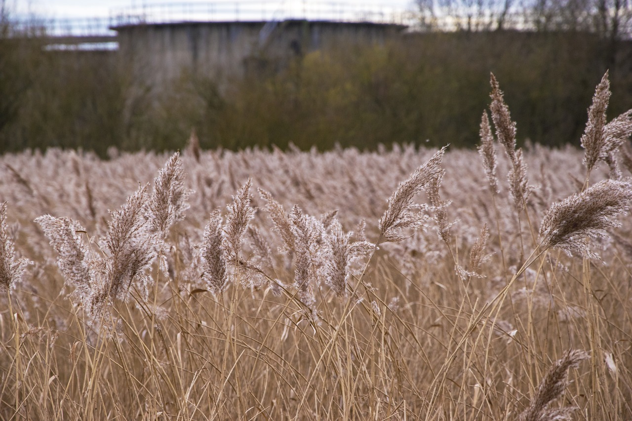 reed bed  bull rushes  water free photo