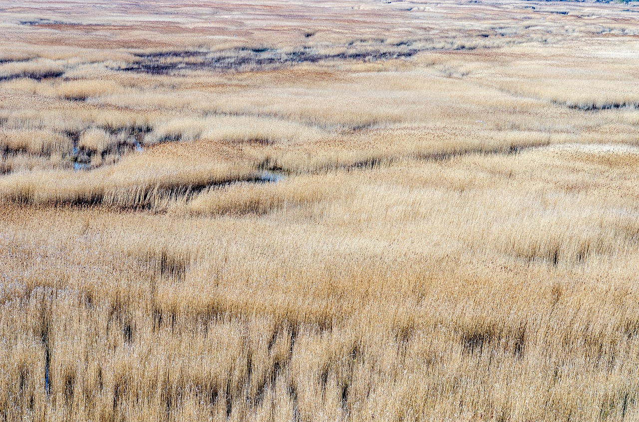 reed bed  normandy  france free photo