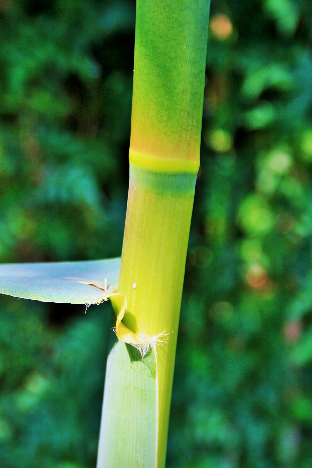 reed cane green free photo