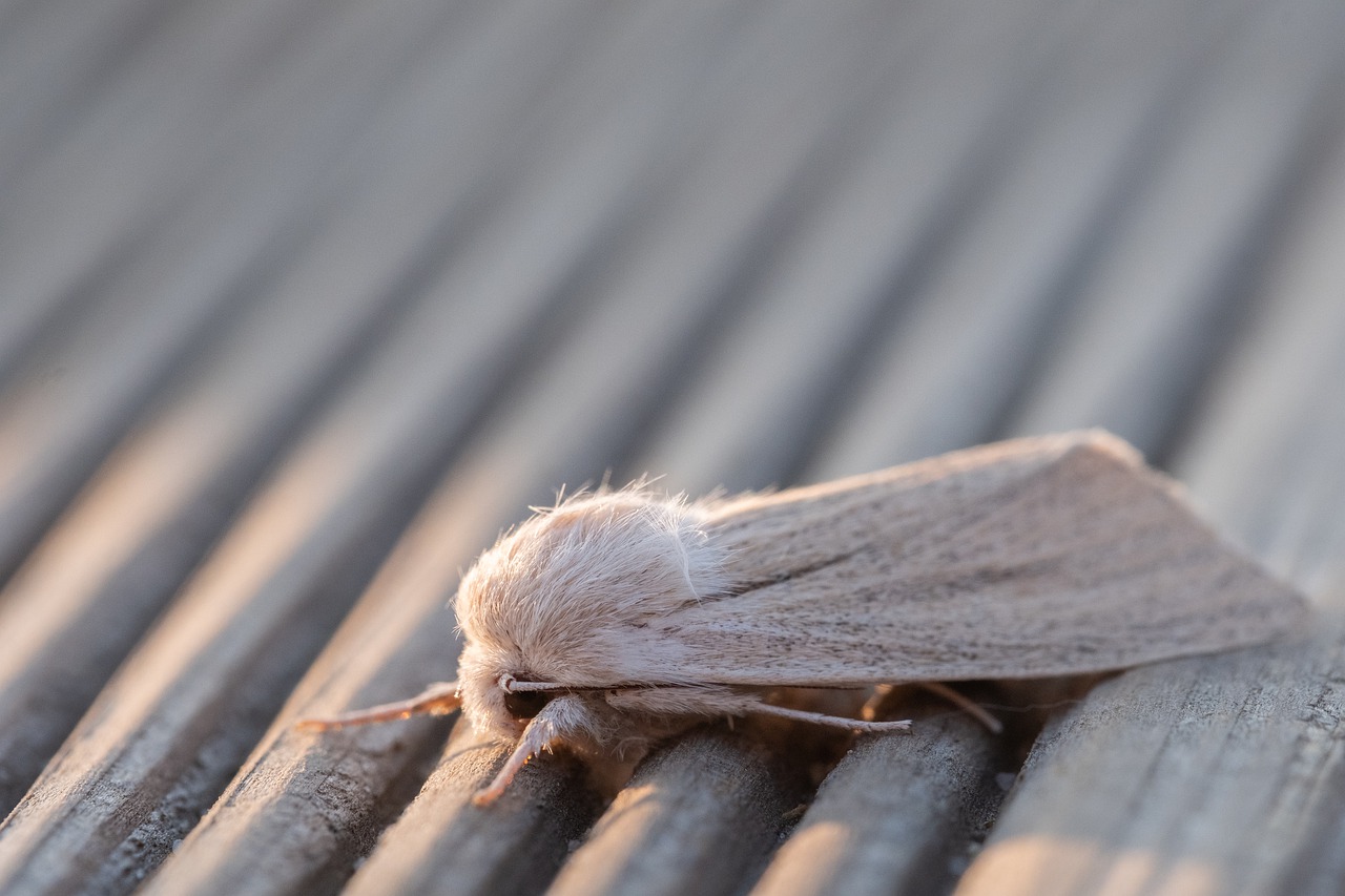 reed dagger  simyra albovenosa  moth free photo