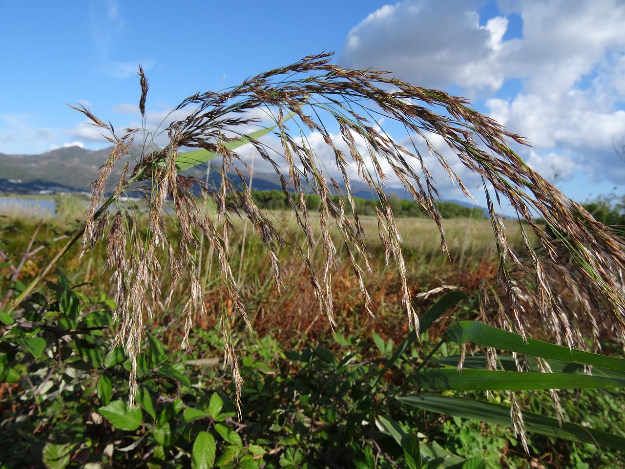 reed-ear corsica lagune de la marana free photo