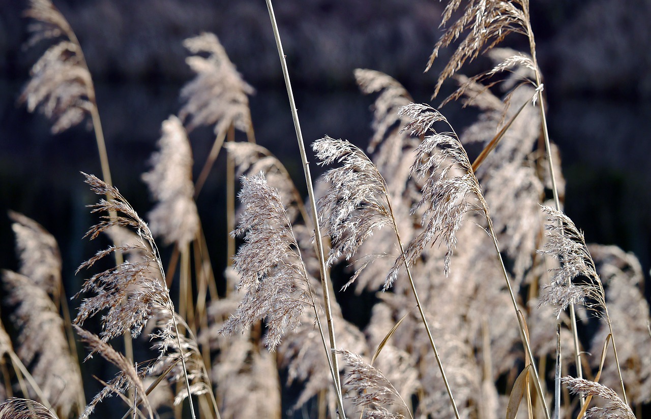 reed fronds dry winter free photo