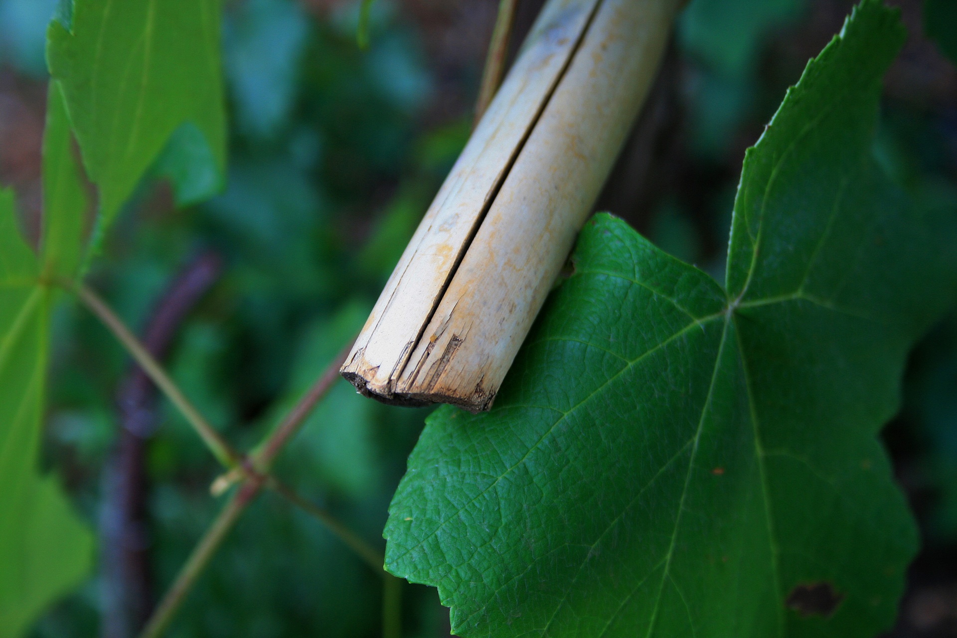 leaves green vine free photo