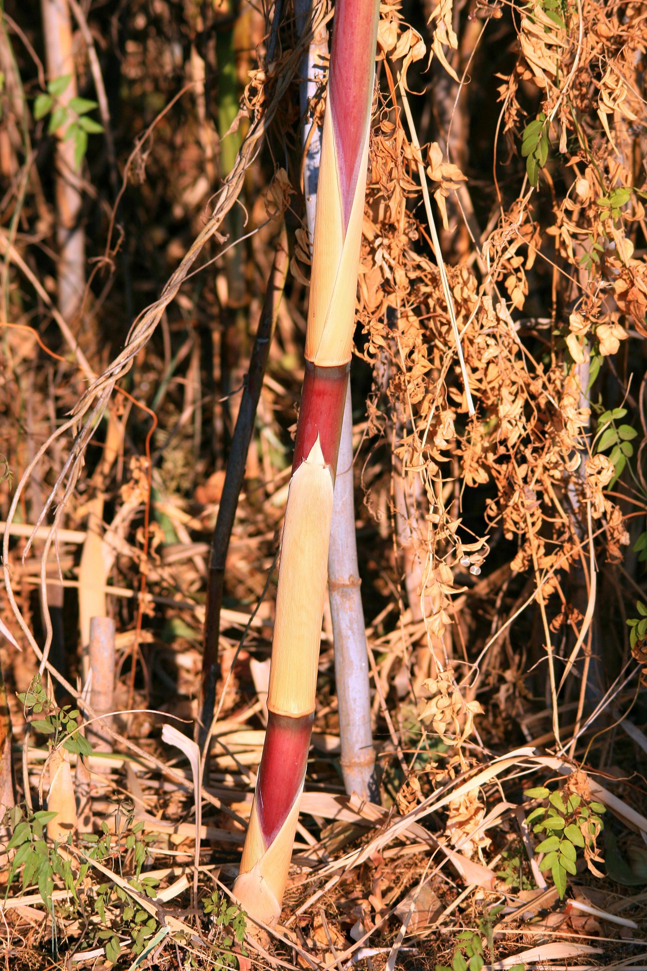 reed shaft mauve free photo