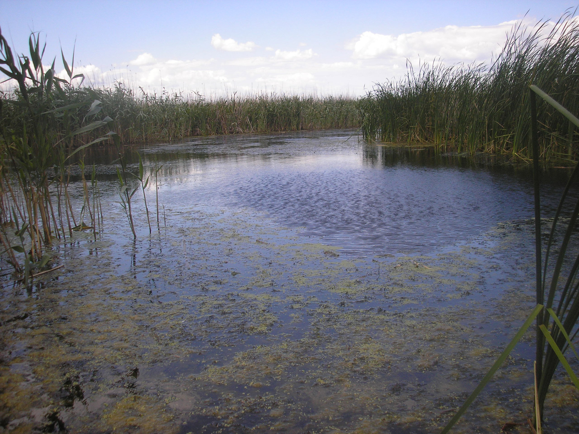 reed nature lake free photo