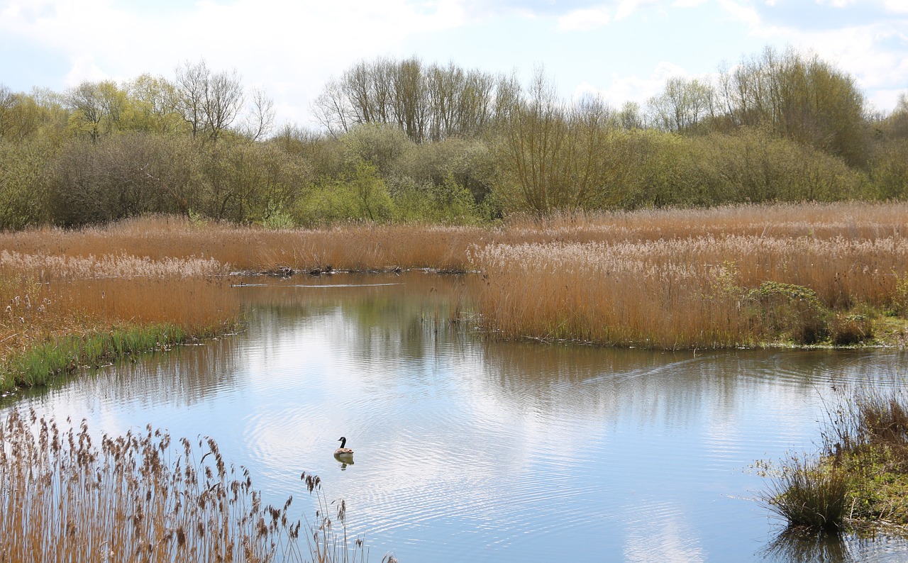 reedbed brandon march warwickshire free photo