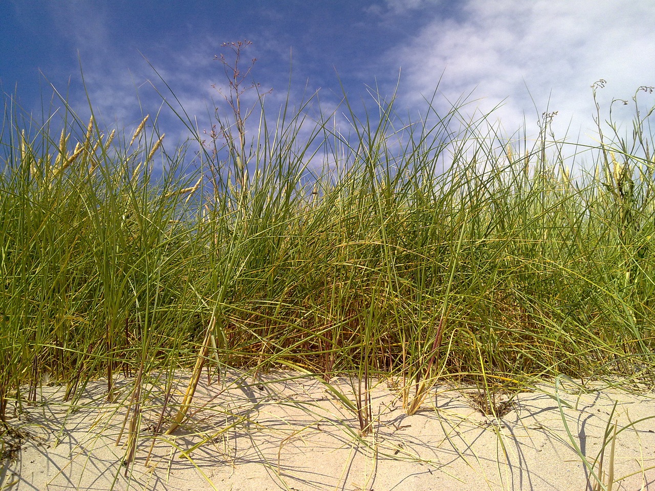 reedbed dune beach free photo