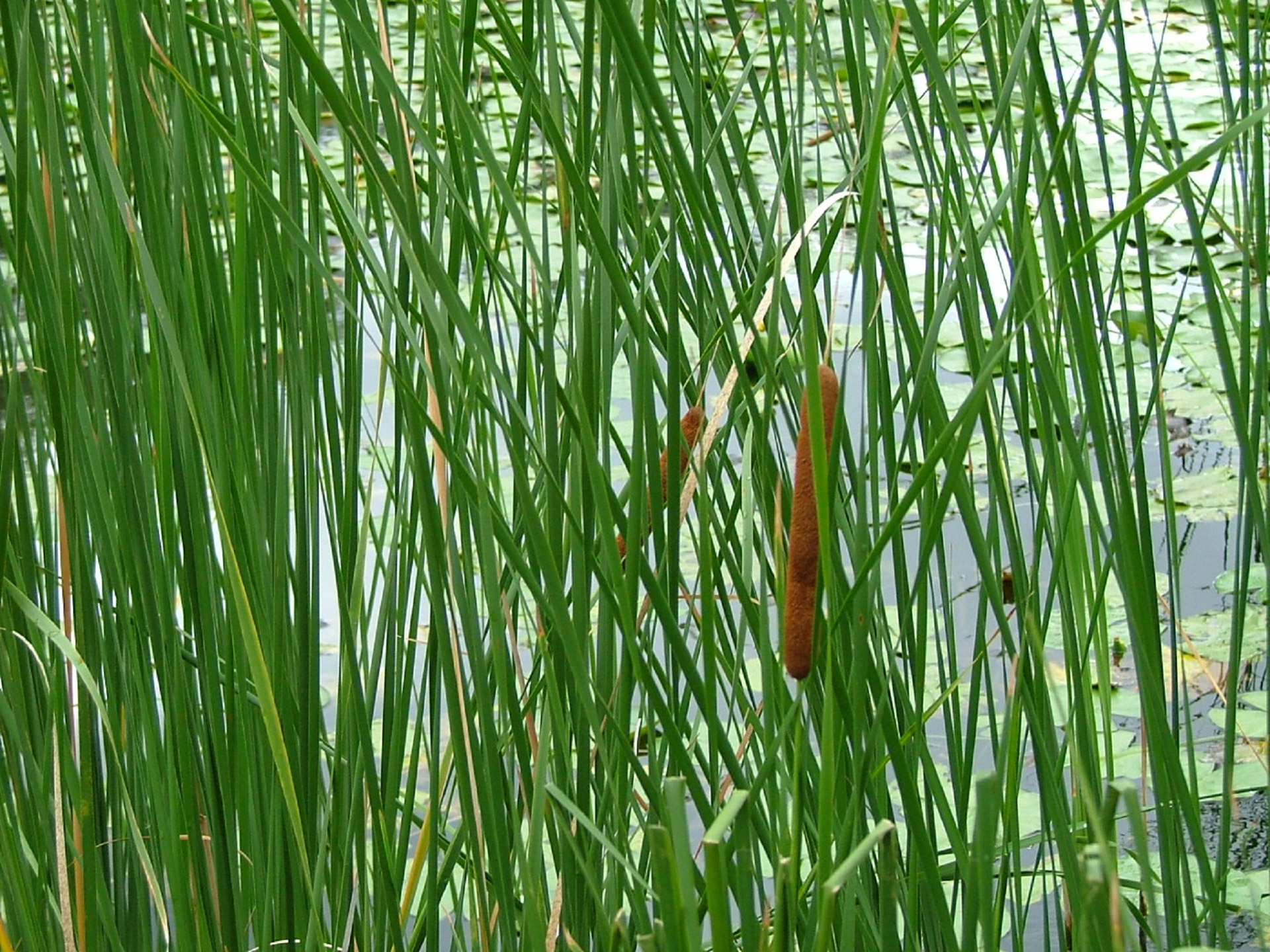 reed bed reed bed free photo
