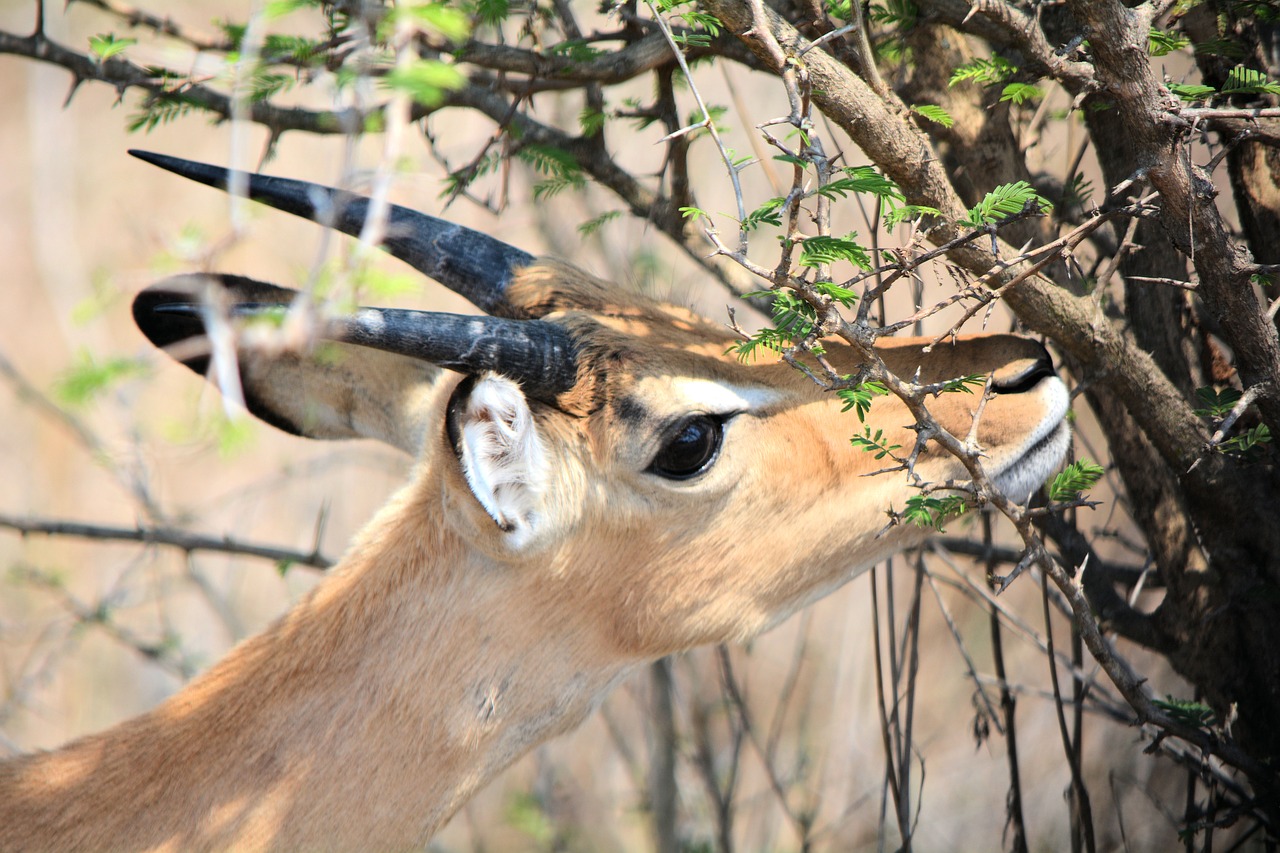 reedbuck kruger park south africa free photo