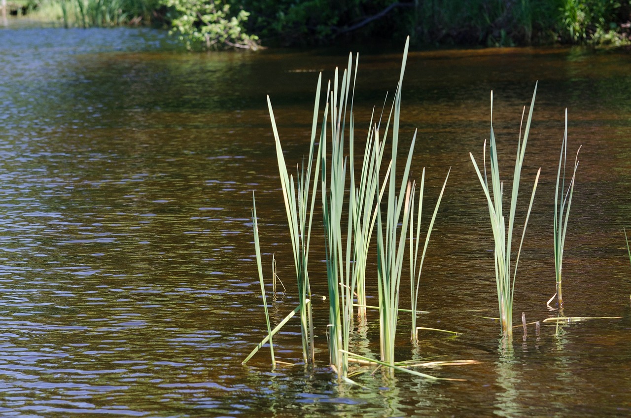 reeds pond nature free photo