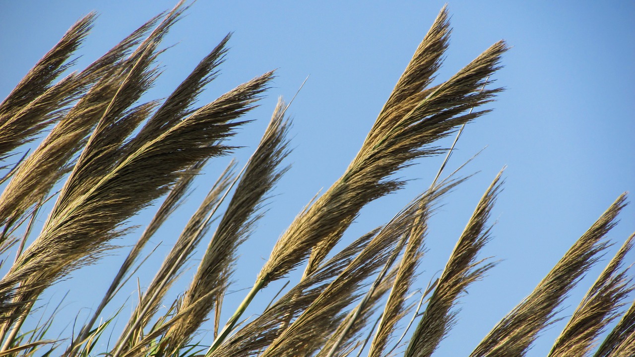 reeds plant countryside free photo