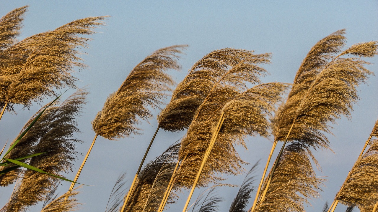 reeds plant gold free photo