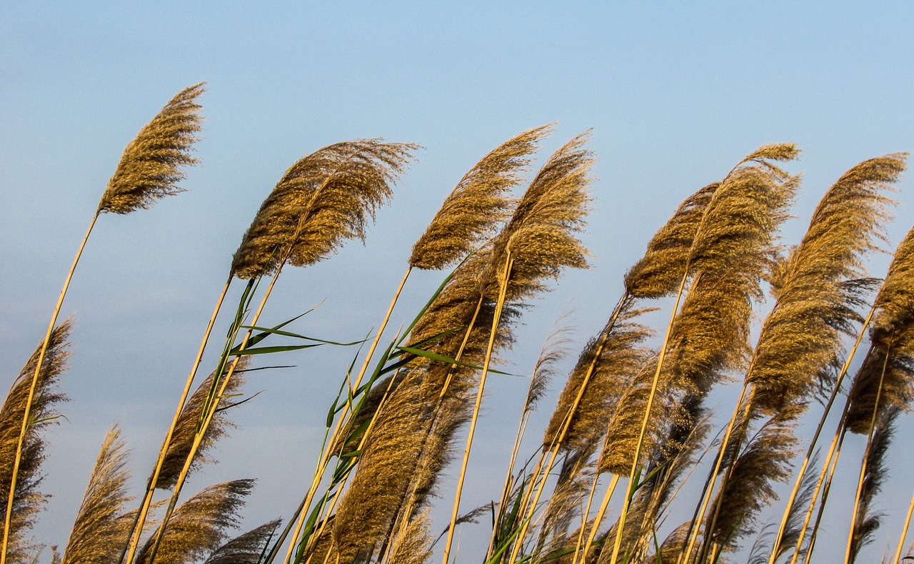 reeds plant gold free photo