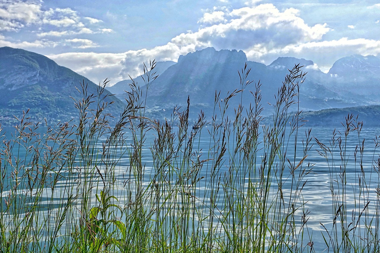 reeds water lake free photo