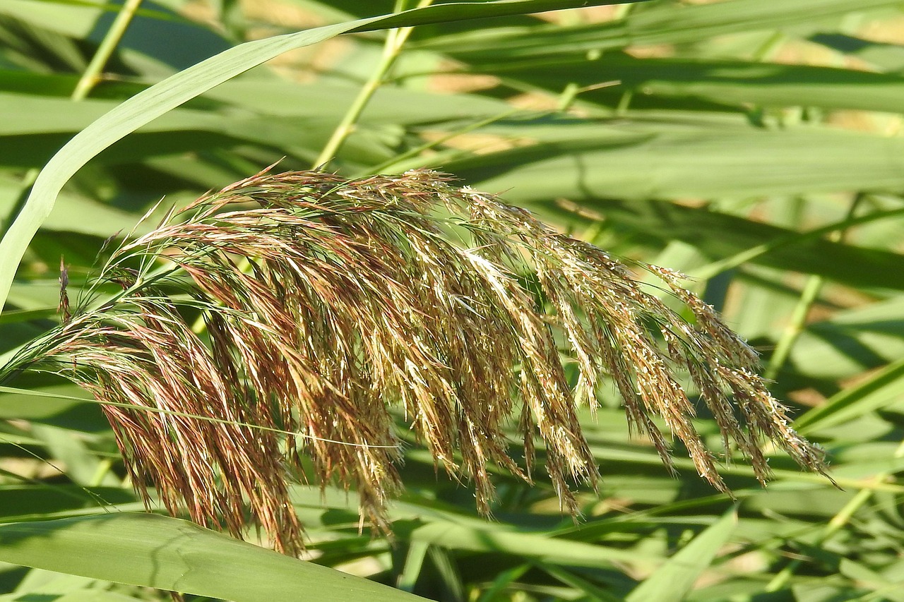 reeds reed rush free photo